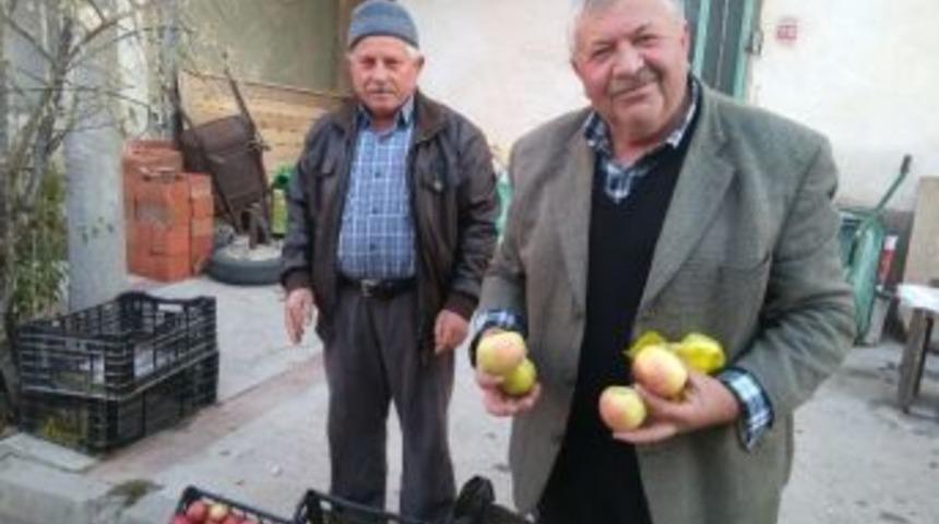 K&uuml;reci Elmasının Nesli T&uuml;kenme Riski Altında