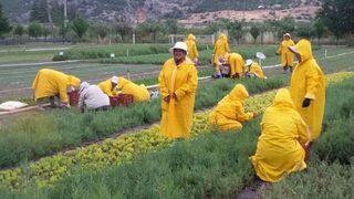 5 Buçuk Milyon Fidan Toprakla Buluşacak