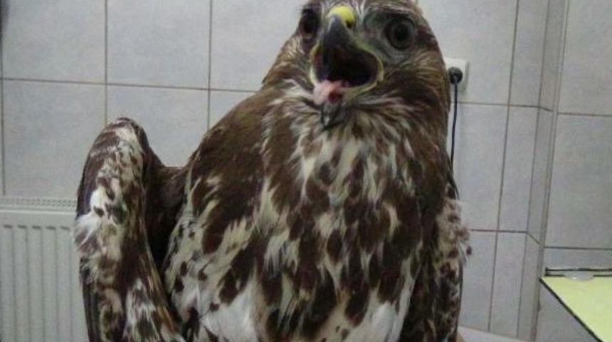 Avcıların Vurduğu Kızıl Şahine Tedavi