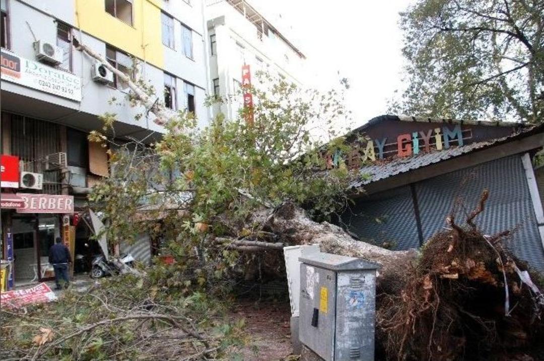 Fırtınaya Dayanamayan Asırlık &Ccedil;ınar İş Yerlerinin &Uuml;zerine Devrildi