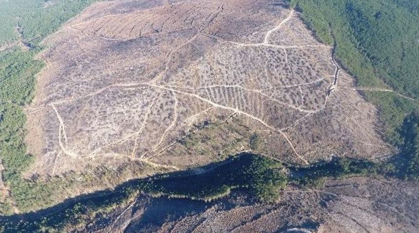 Yangın Sahaları Yeniden Yeşilleniyor