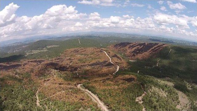 Yangın Sahaları Yeniden Yeşilleniyor