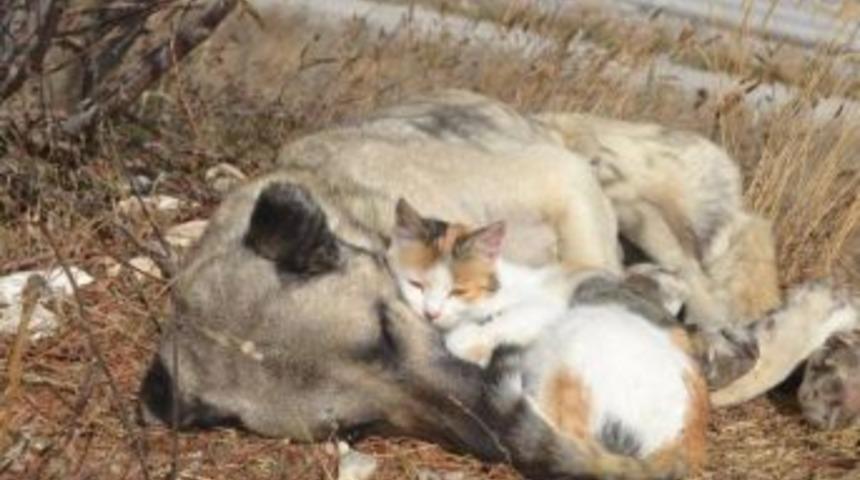 Kedi Ile K&ouml;peğin Şaşırtan Dostluğu