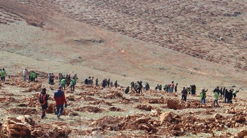 Yabancı Uyruklu &Uuml;niversite &Ouml;ğrencileri Bin 250 Fidan Dikti