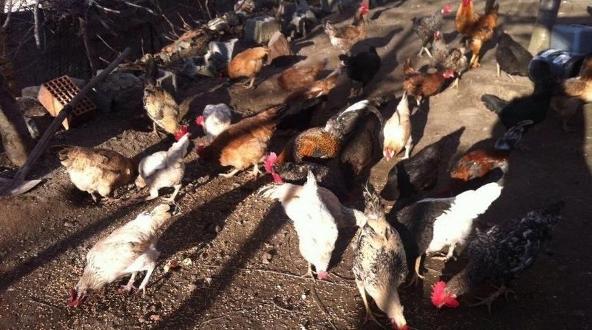 Akdağmadeni&rsquo;nde Vatandaşa Kene Avcısı &rsquo;atak&rsquo; Cinsi Tavuk Dağıtılacak