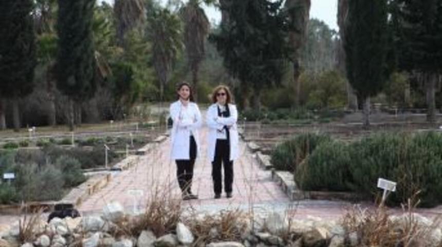 180 Tıbbi Ve Aromatik Bitki T&uuml;r&uuml; Koruma Altında