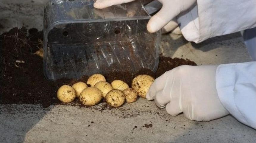 Patates Araştırma Enstit&uuml;s&uuml; Patates Hasadına Devam Ediyor