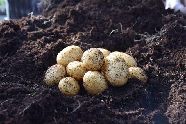 Patates Araştırma Enstitüsü Patates Hasadına Devam Ediyor