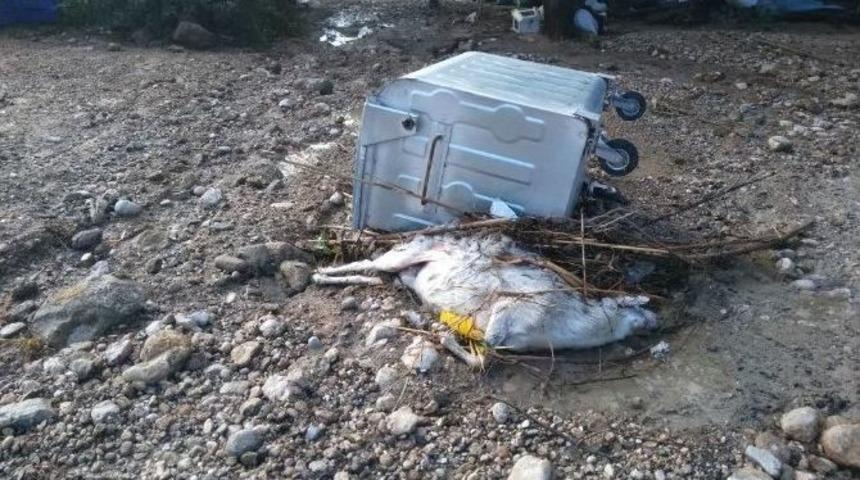 Serik&rsquo;te Şiddetli Yağmur Ahırı Yıktı