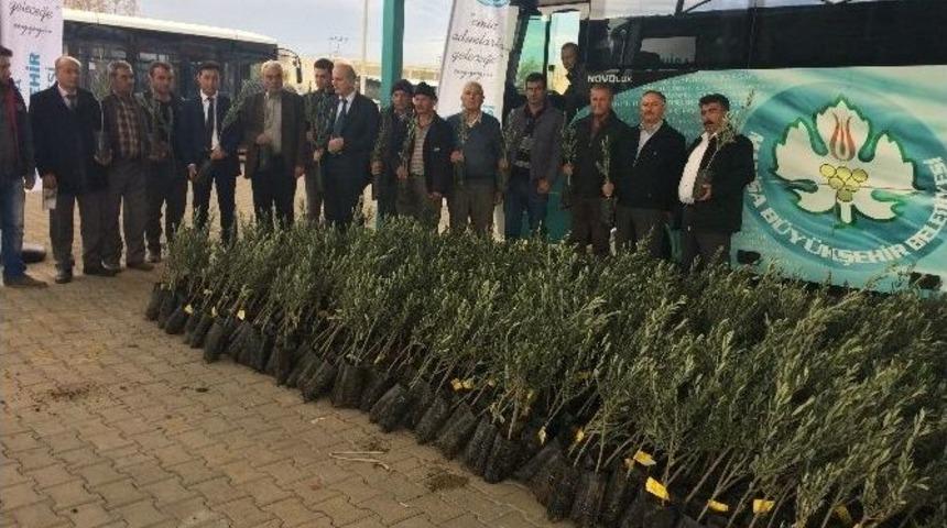 Ahmetlili &Uuml;reticilere De Zeytin Fidanı Dağıtıldı