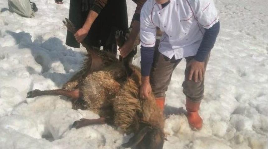 Başbakan İ&ccedil;in Kurban Kesildi