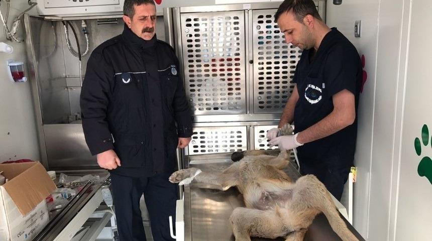 Edremit&rsquo;te Sokak K&ouml;peklerini Kısırlaştırma &Ccedil;alışması