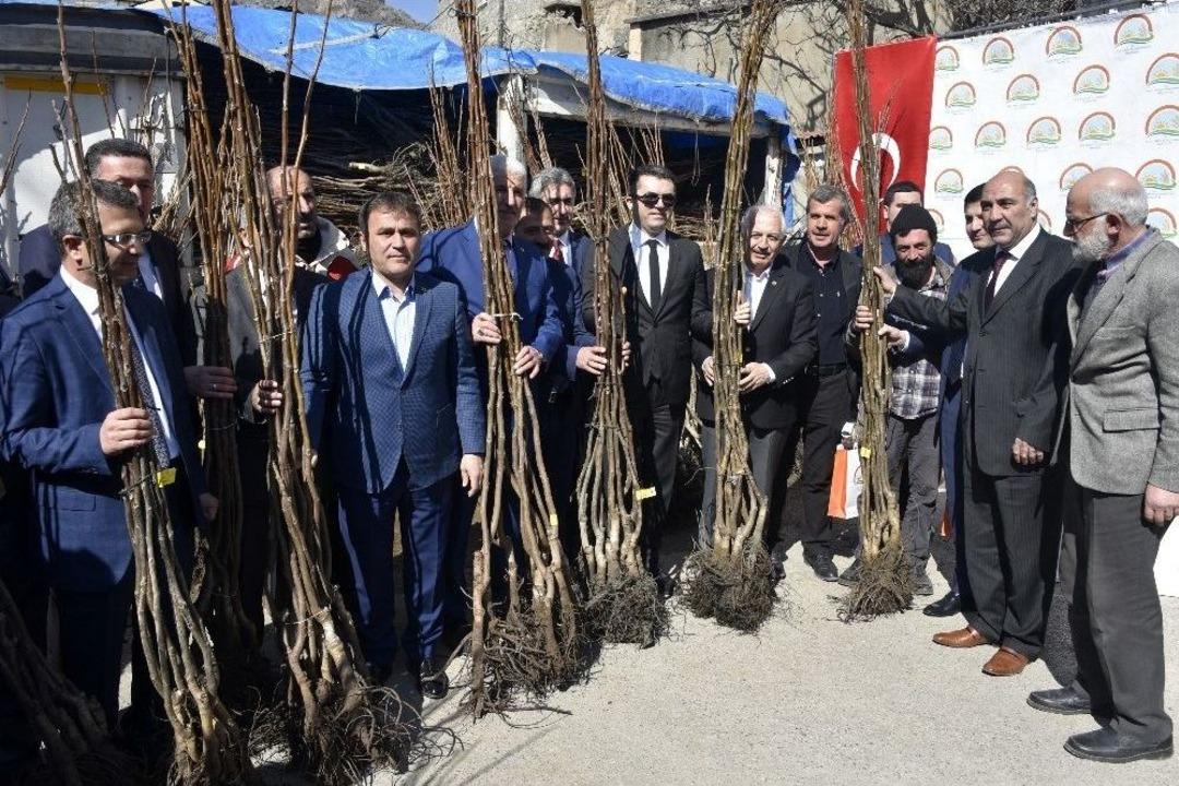 G&uuml;m&uuml;şhane&rsquo;de 50 Bin Ceviz Fidanının Dağıtımına Başlandı