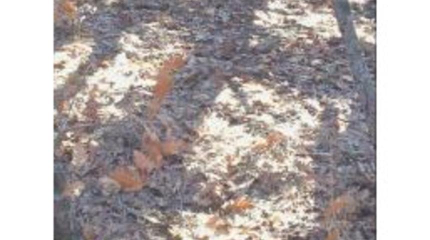 S&uuml;rek Avında Arkadaşının Vurduğu Avcı &Ouml;ld&uuml;