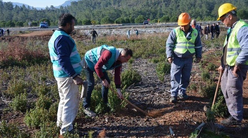 Köyceğiz’de Hükümlüler Fidanları Toprakla Buluşturdu