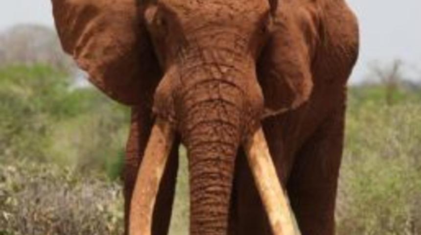 Son Uzun Dişli Fillerden Biri Kenya’Da Öldürüldü