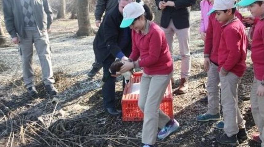 Yaban Hayvanları Doğaya Salındı
