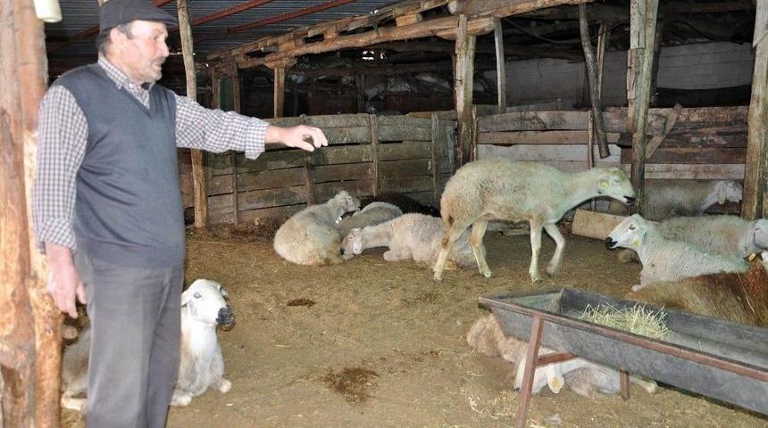 (düzeltme) Yozgat’taki Koyun Ölümleri