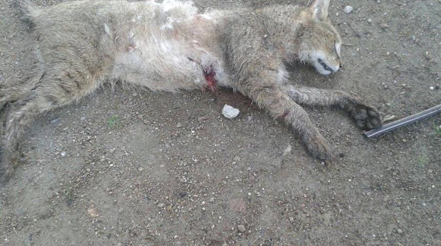 S&ouml;keli &Ccedil;ift&ccedil;i Evinde Vaşak Saldırısına Uğradı