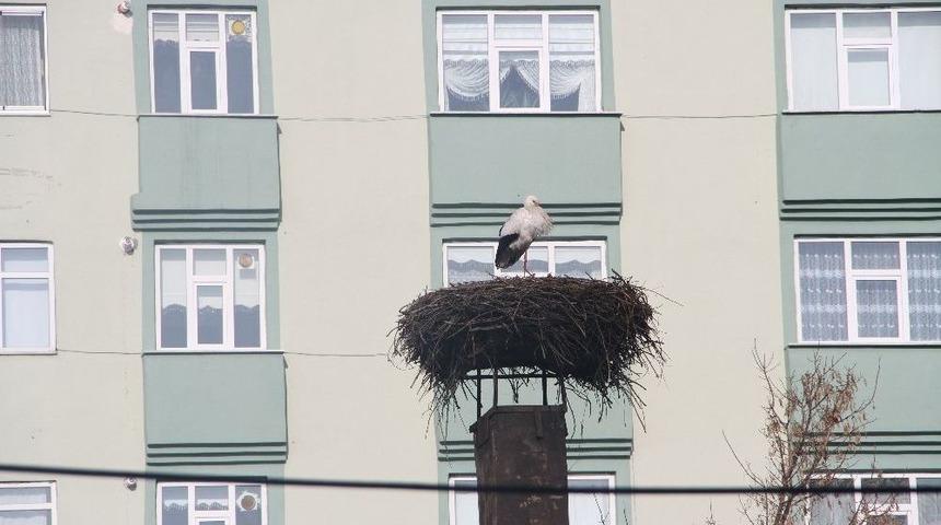 Baharın Habercisi Leylekler Ardahan&rsquo;a Geldi