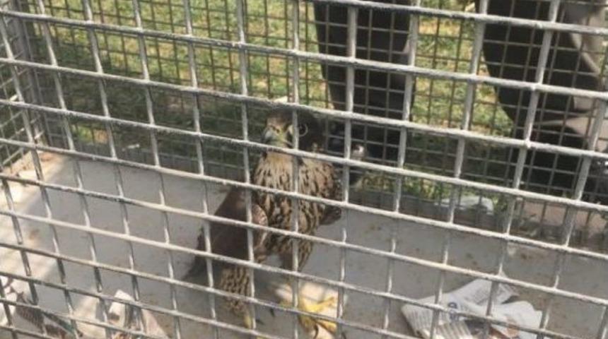 Yırtıcı Kuşu İnternet &Uuml;zerinden Satmak İsterken Yakalandı