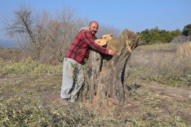 Otoyol Için Sökülen Zeytin Ağaçları Turistik Beldeleri Süslüyor