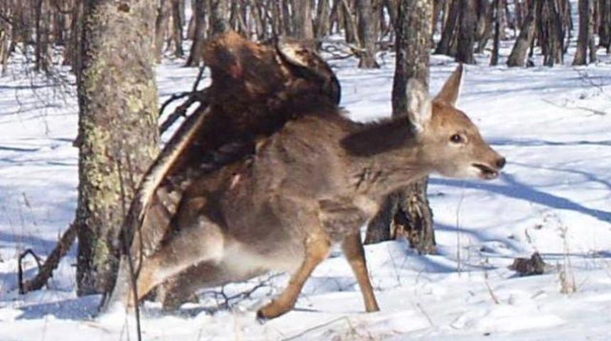 Kartal, geyik avladı