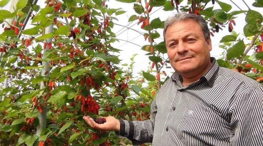 Silifke&rsquo;de Yılın İlk Karadut Hasadı Başladı