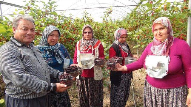 Silifke’de Yılın İlk Karadut Hasadı Başladı