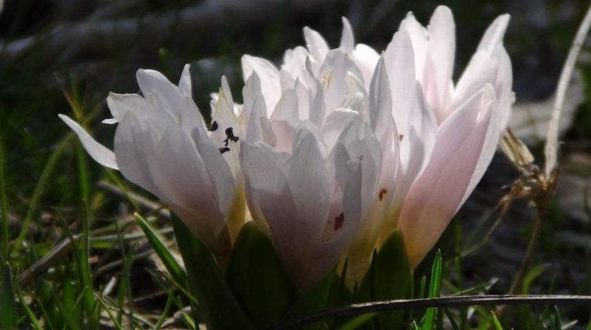 Beyt&uuml;şşebap&rsquo;ta Kardelenler &Ccedil;i&ccedil;ek A&ccedil;tı