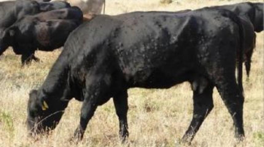 Fao &Ccedil;alıştayı Avrupa &Uuml;lkelerini Egzotik Sığır Hastalığına Karşı Hazırlıyor