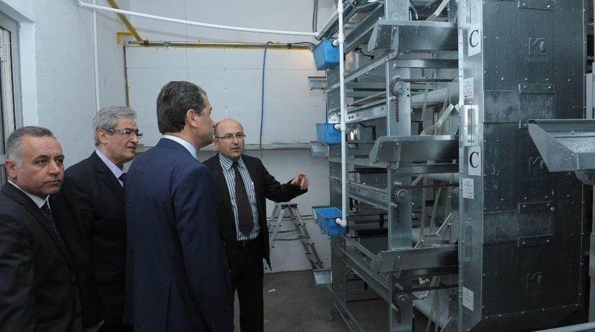 Vali &Ccedil;elik, Damızlık Tavuk Islahı Enstit&uuml;s&uuml; &Uuml;retim İstasyonunda İnceleme Yaptı