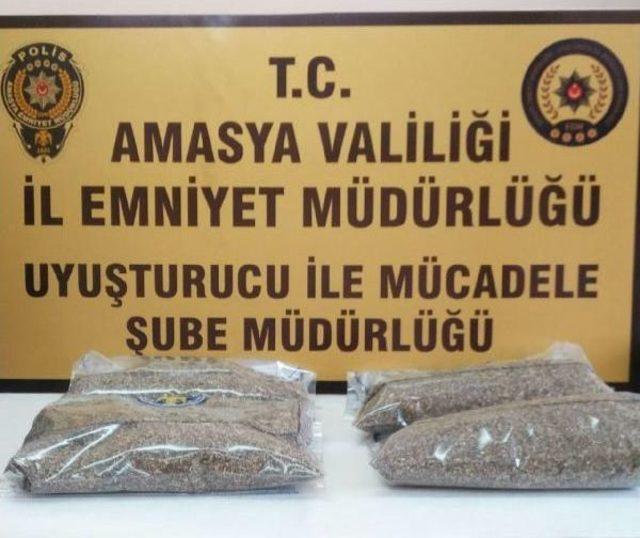 Amasya’Da 850 Gram Bonzai Ele Geçirildi