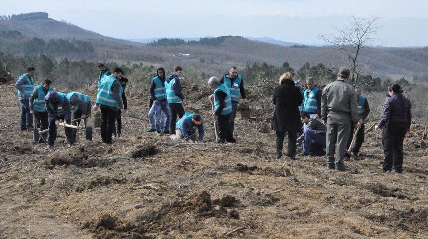 Gebze&rsquo;de 50 Denetimli Serbestlik H&uuml;k&uuml;ml&uuml;s&uuml; 5 Bin Fidan Dikti