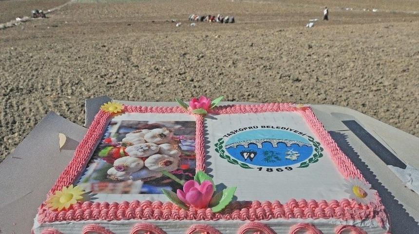 Sarımsak Diken Kadınlara, Tarlanın Ortasında Pasta S&uuml;rprizi