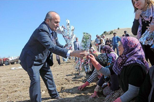 Sarımsak Diken Kadınlara, Tarlanın Ortasında Pasta Sürprizi