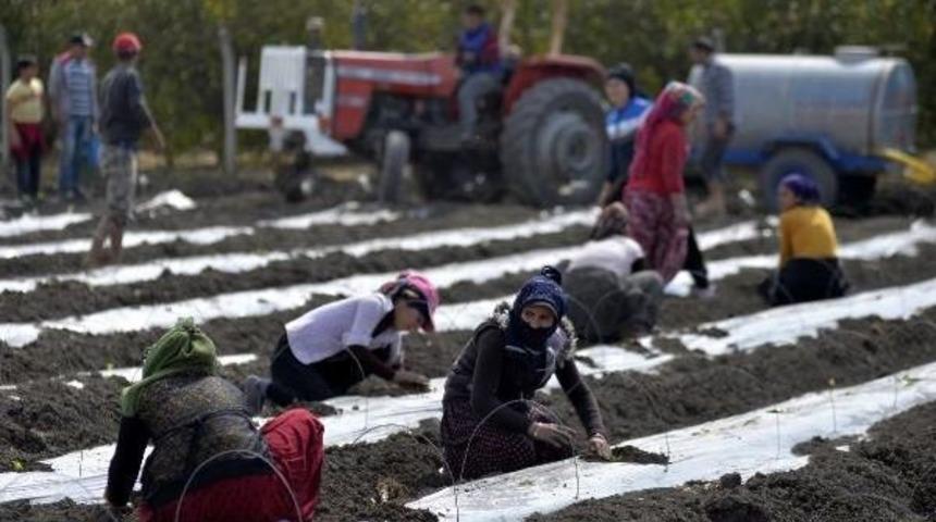 8 Mart'ta Da Tarlada Çalıştılar