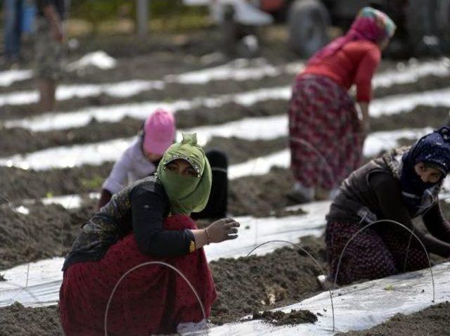 8 Mart'ta Da Tarlada Çalıştılar