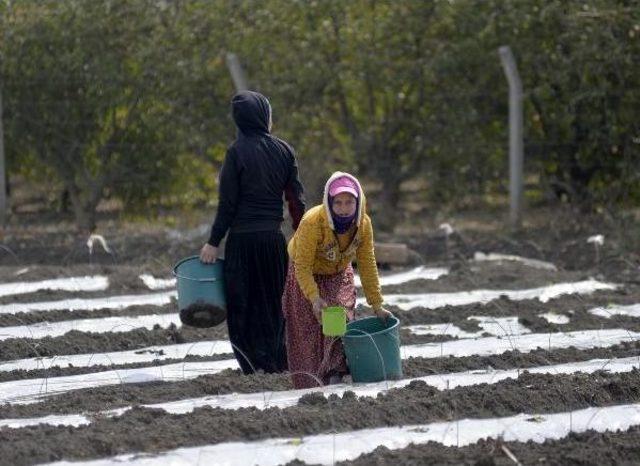 8 Mart'ta Da Tarlada Çalıştılar