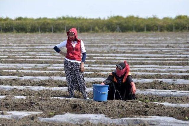 8 Mart'ta Da Tarlada Çalıştılar