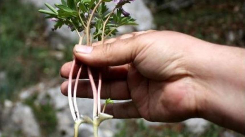 Küre Dağları'nda Yeni Endemik Tür Belirlendi