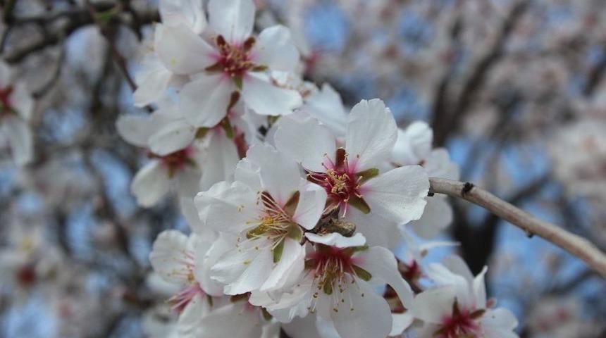 Adıyaman&rsquo;da Badem Ağa&ccedil;ları &Ccedil;i&ccedil;ek A&ccedil;tı
