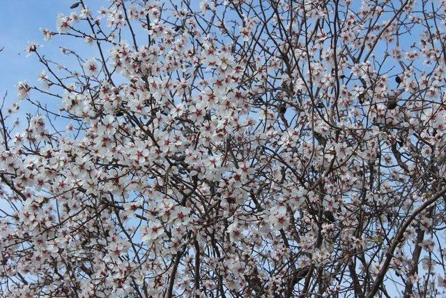 Adıyaman’da Badem Ağaçları Çiçek Açtı