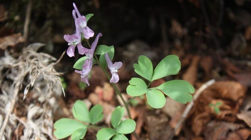 K&uuml;re Dağlarında Yeni Bir Endemik Bitki T&uuml;r&uuml; Daha