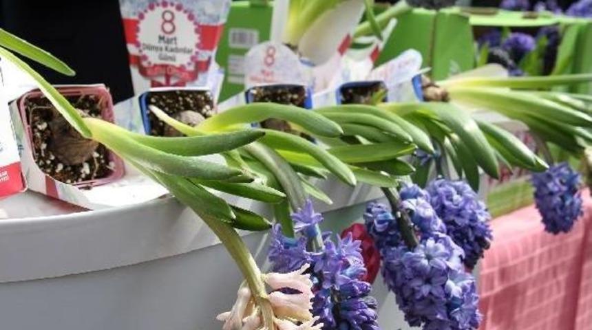 Bağcılar&rsquo;Da Kadınlara 25 Bin S&uuml;mb&uuml;l Hediye Edildi