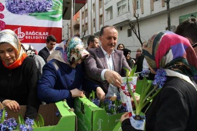 Bağcılar’Da Kadınlara 25 Bin Sümbül Hediye Edildi