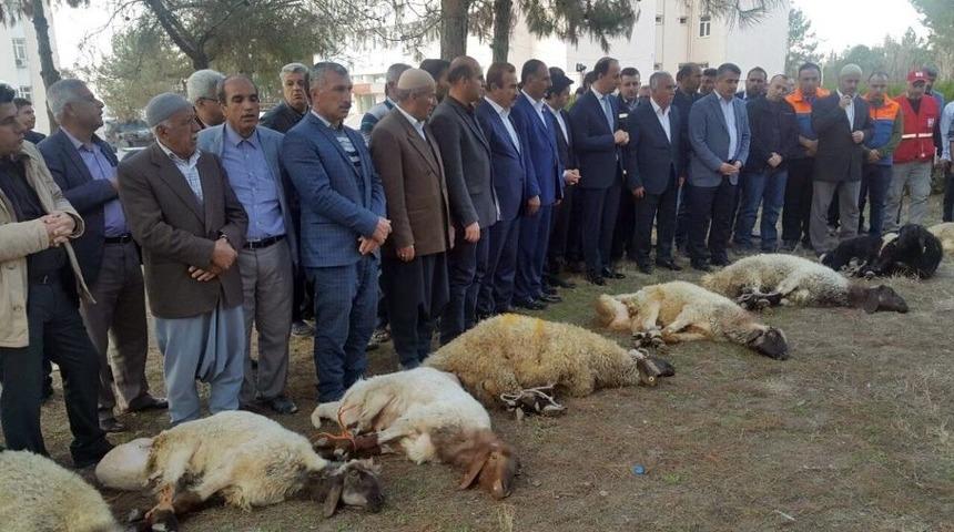 Deprem B&ouml;lgesinde Kurbanlar Kesildi