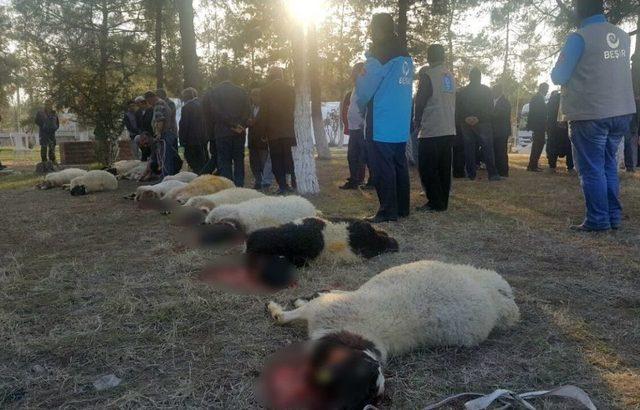 Deprem Bölgesinde Kurbanlar Kesildi