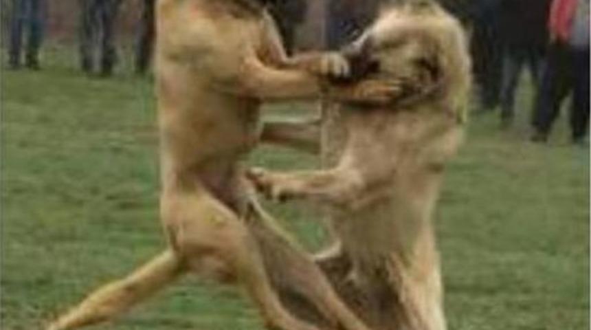 K&ouml;pek D&ouml;v&uuml;şt&uuml;ren Ve Kulağını Keserek Eziyet Eden Şahsa 12 Bin 613 Tl Ceza