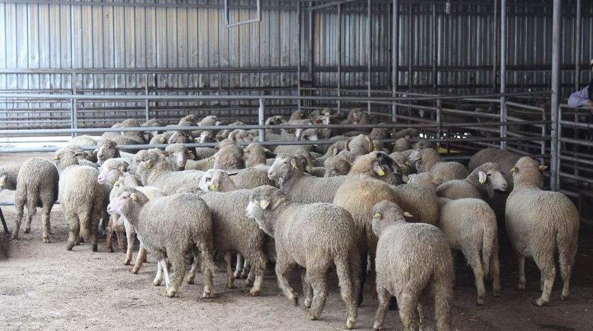 Gen&ccedil; &Ccedil;ift&ccedil;i K&uuml;&ccedil;&uuml;kbaş Hayvan Projelerinde Mutlu Son